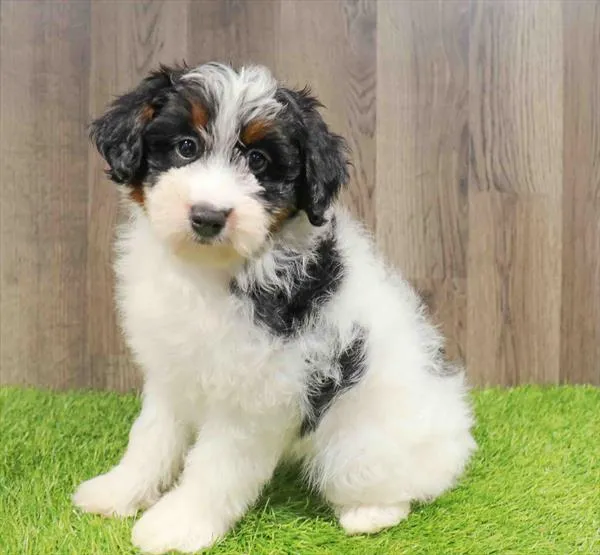 Mini Aussiedoodle image