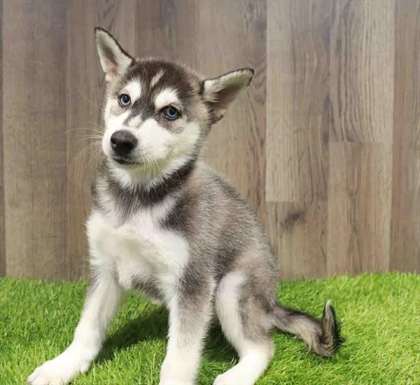 Alaskan Klee Kai image