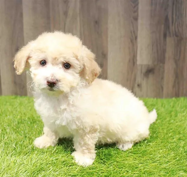 Bichapoo image