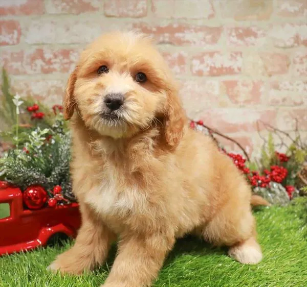 Mini Goldendoodle 2nd Gen image