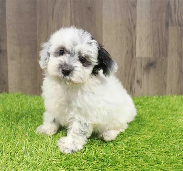 Mini Sheepadoodle 2nd Gen image