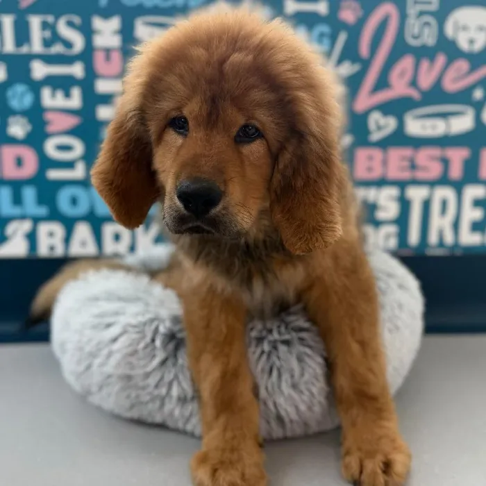 Male Tibetan Mastiff Puppy for Sale in Charlotte, NC
