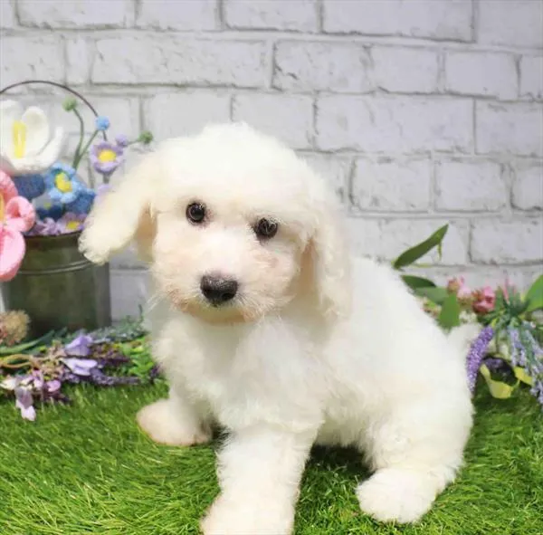 Female Bichon puppy named Daisy for sale at Waggles Raleigh.