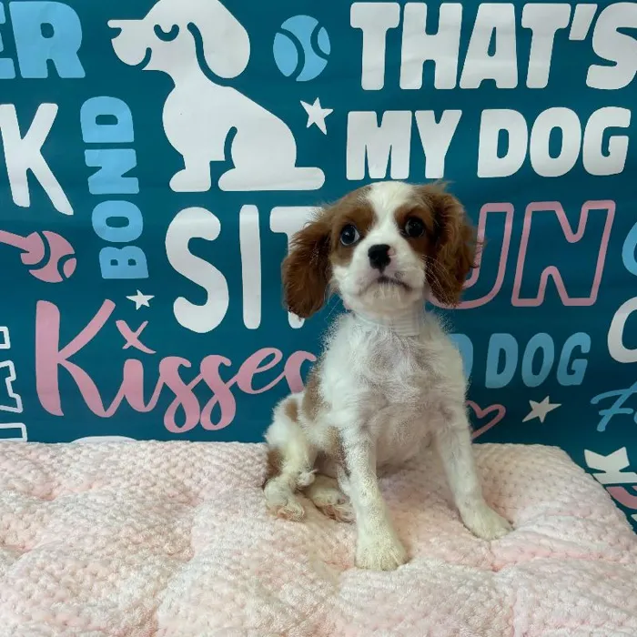 Male Cavalier King Charles Spaniel Puppy for Sale in Charlotte, NC