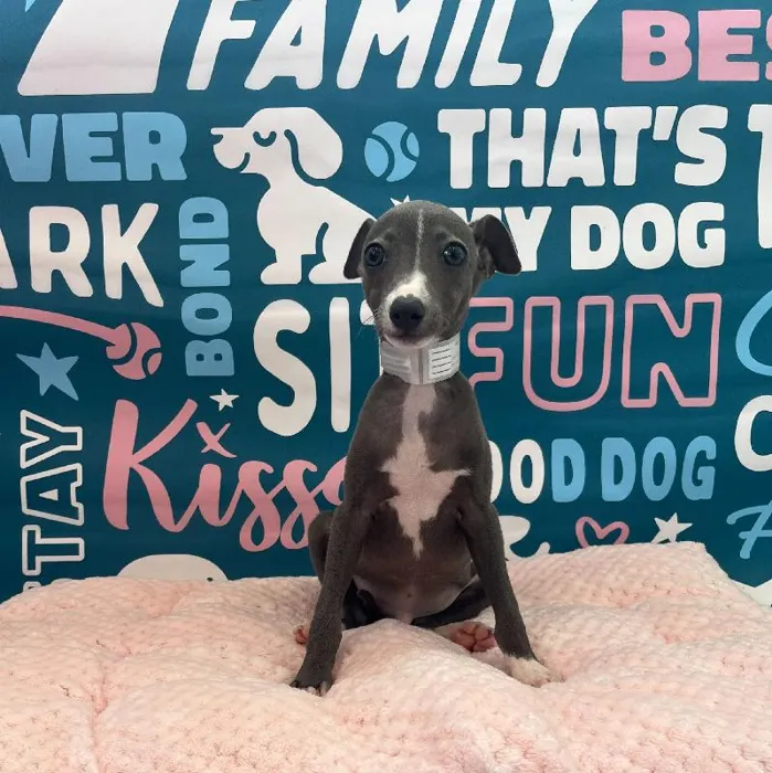Male Italian Greyhound Puppy for Sale in Charlotte, NC