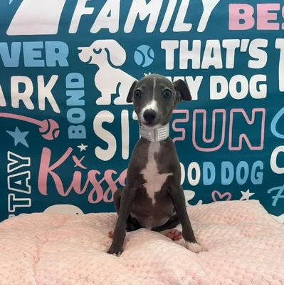 Male Italian Greyhound Puppy for Sale in Charlotte, NC