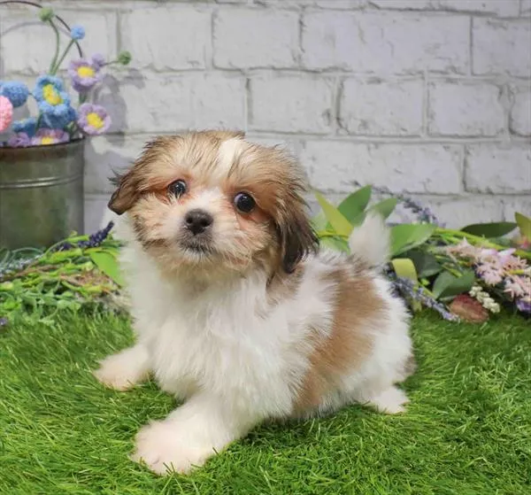Female Teddy Bear puppy named Gracie for sale at Waggles Charlotte.