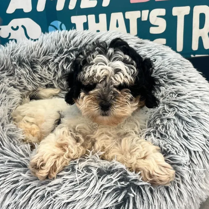 Male Shipoo puppy named Eric for sale at Waggles Charlotte.