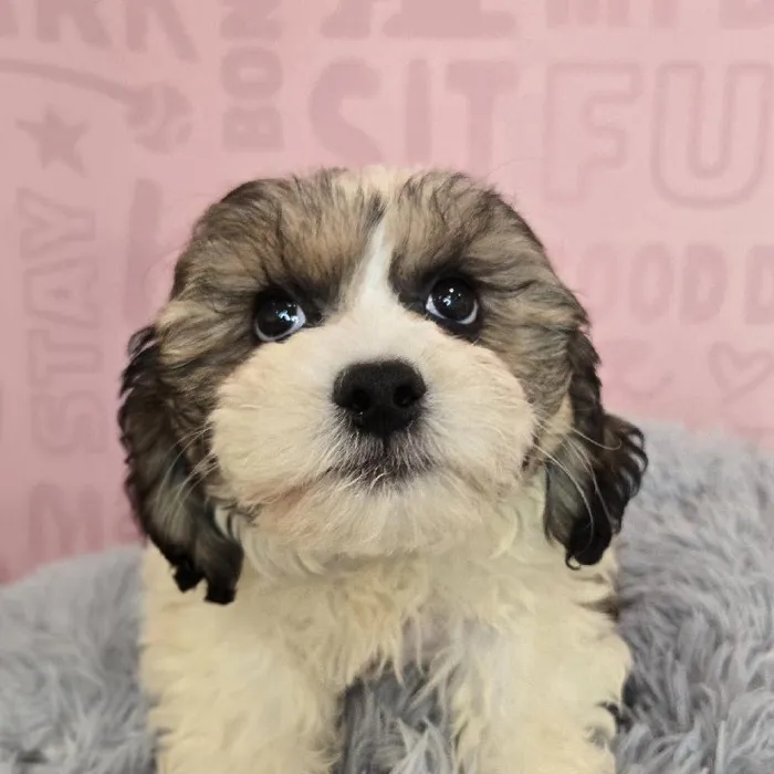 Male Teddy Bear puppy named Colin for sale at Waggles Raleigh.