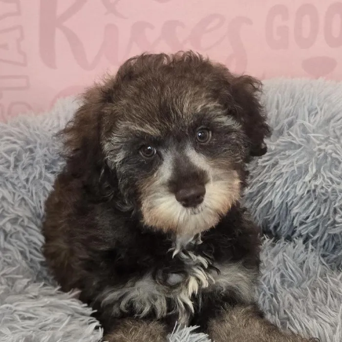 Female Schnoodle puppy named Chandler for sale at Waggles Raleigh.
