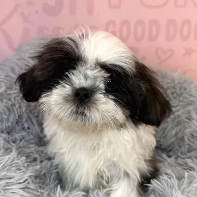 Male Malshi puppy named Liam for sale at Waggles Raleigh.