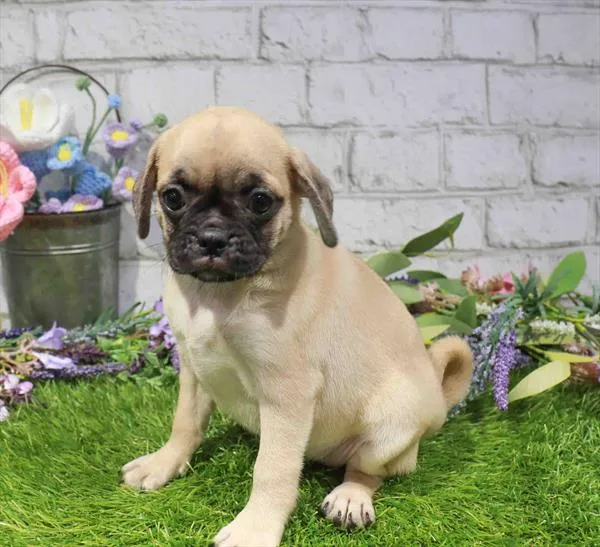 Female Puggle puppy named Sundae for sale at Waggles Charlotte.