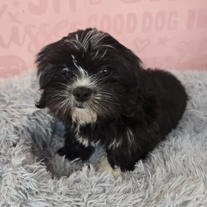 Female Malshi puppy named Maeve for sale at Waggles Raleigh.