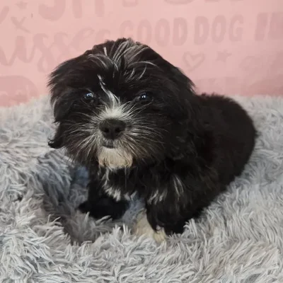 Female Malshi puppy named Maeve for sale at Waggles Raleigh.