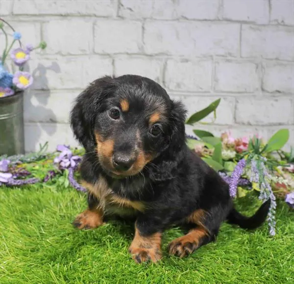 Female Dachshund puppy named Twinkie for sale at Waggles Charlotte.