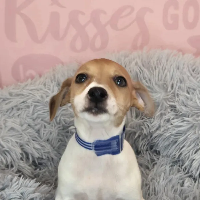 Male Jack Russell Terrier puppy named Joey for sale at Waggles Raleigh.