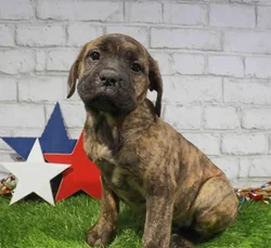 Female Cane Corso puppy named Gia for sale at Waggles Raleigh.