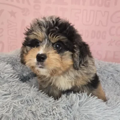 Male Mini Bernedoodle puppy named Nelson for sale at Waggles Raleigh.