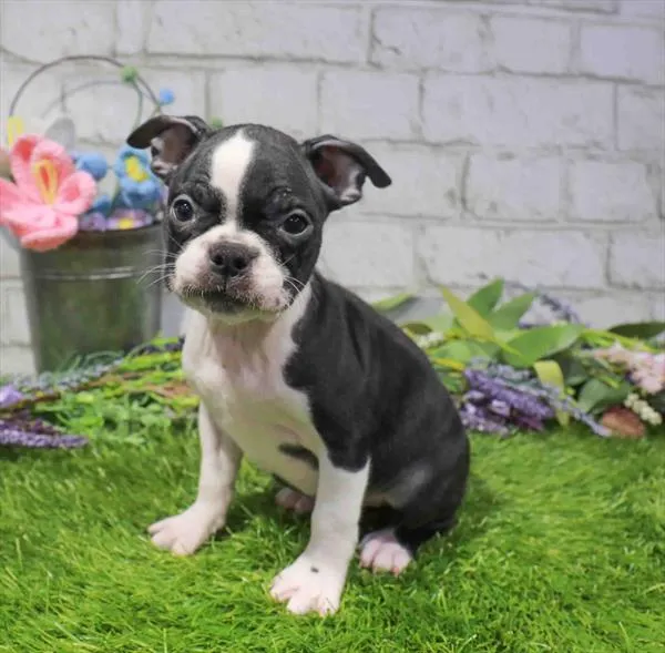 Female Boston Terrier puppy named Sophia for sale at Waggles Raleigh.