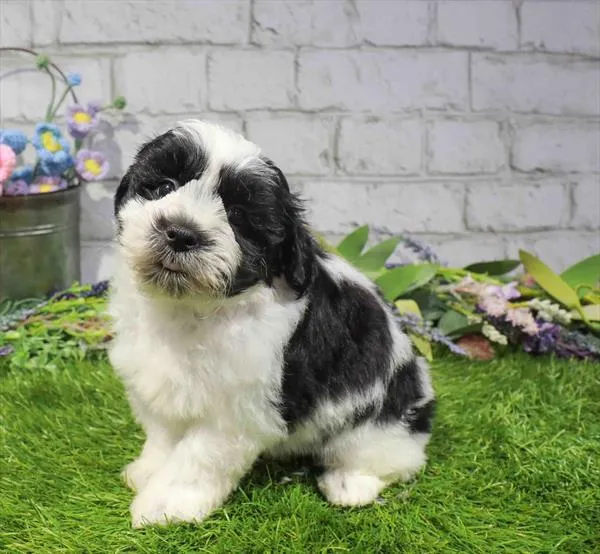Male Teddy Bear puppy named Bruno for sale at Waggles Charlotte.