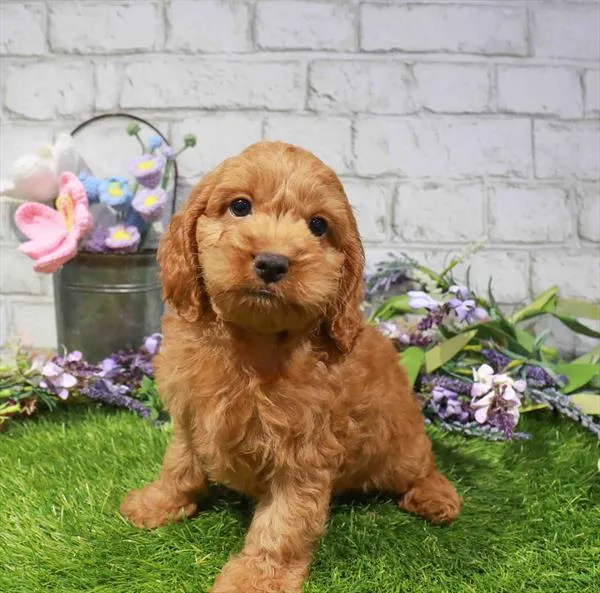 Male Hybrid puppy named John for sale at Waggles Raleigh.