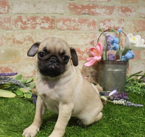 Female Pug puppy named Debra for sale at Waggles Raleigh.