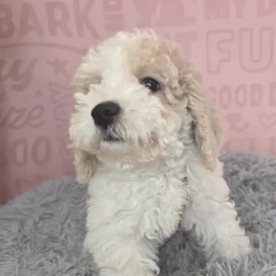Male Bichapoo puppy named Nicolas for sale at Waggles Raleigh.