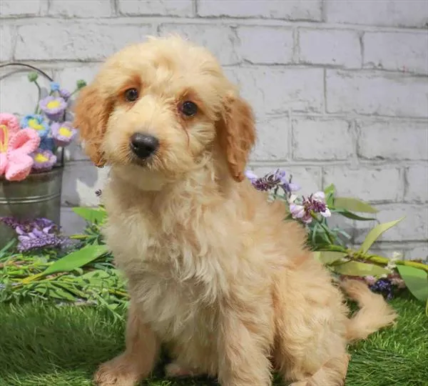 Female Hybrid puppy named Libbie for sale at Waggles Raleigh.