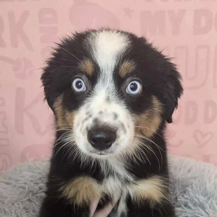 Male Mini Aussie puppy named Hamilton for sale at Waggles Raleigh.