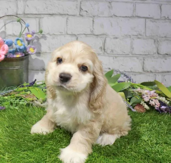 Male Cocker Spaniel puppy named Winston for sale at Waggles Charlotte.