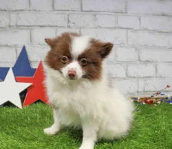 Male Pomeranian puppy named Daniel for sale at Waggles Raleigh.