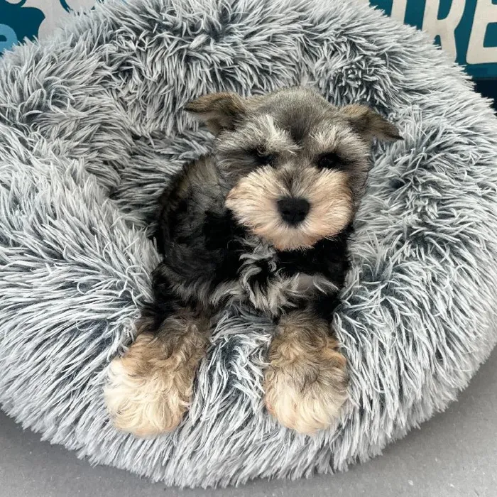 Female Mini Schnauzer puppy named Malibu for sale at Waggles Charlotte.