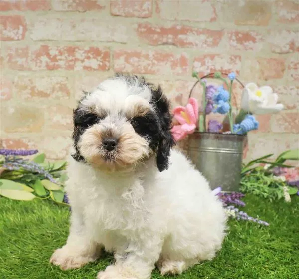 Male Shipoo puppy named Eric for sale at Waggles Charlotte.
