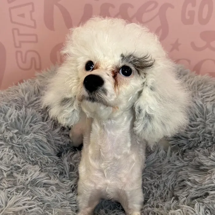 Female Poodle Puppy for Sale in Raleigh, NC