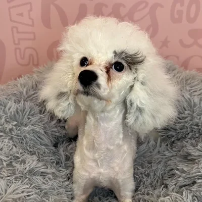 Female Poodle puppy named Marge for sale at Waggles Raleigh.