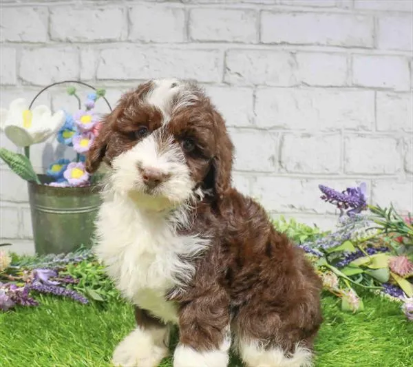 Female Aussiedoodle puppy named Mertle for sale at Waggles Greensboro.