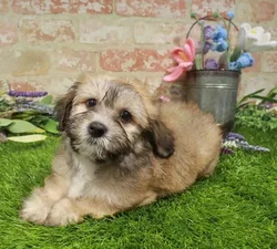 Female Havanese puppy named Brittany for sale at Waggles Raleigh.