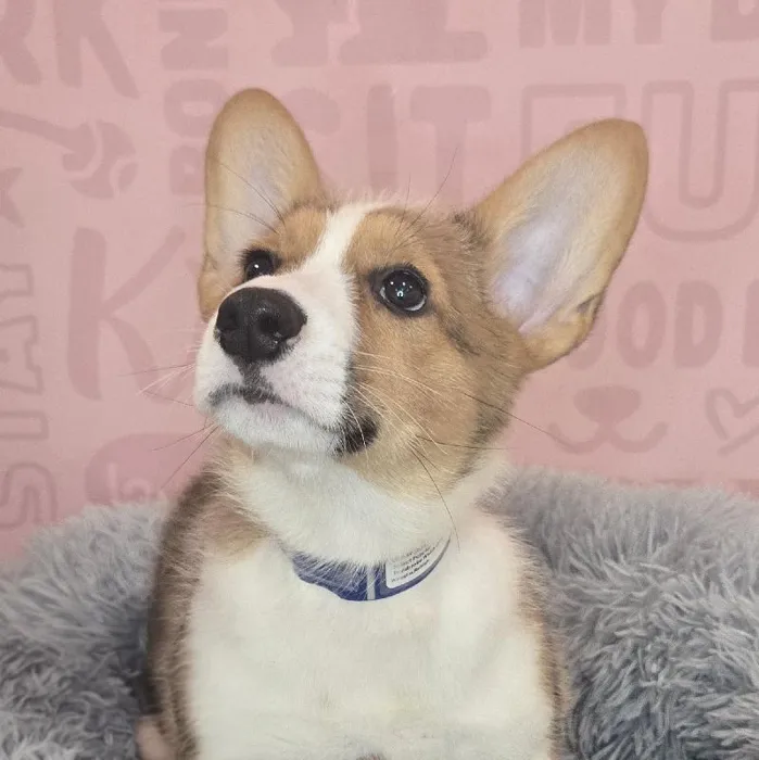 Male Pembroke Welsh Corgi puppy named Richard for sale at Waggles Raleigh.