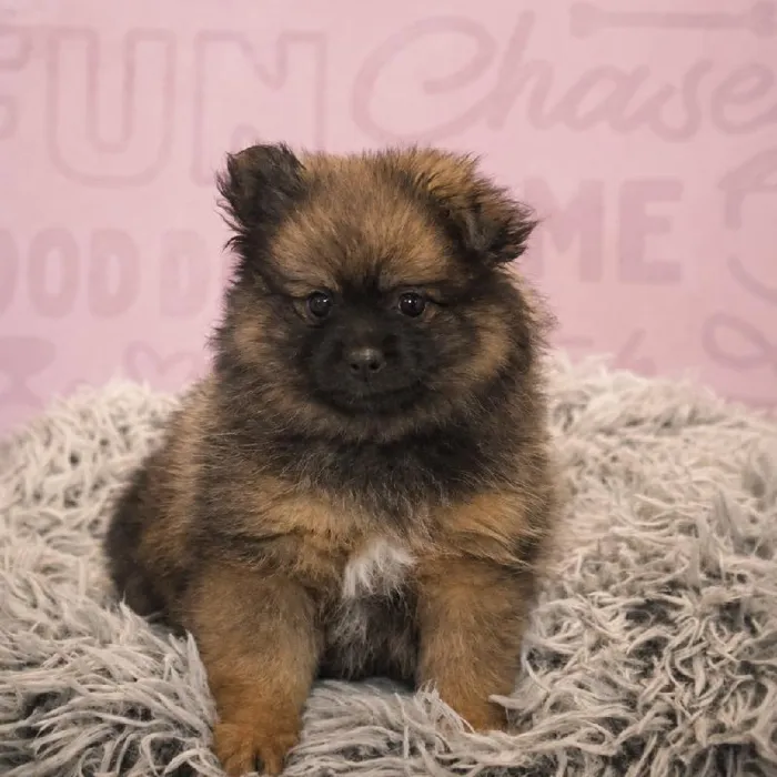 Male Pomeranian puppy named Bruce for sale at Waggles Greensboro.