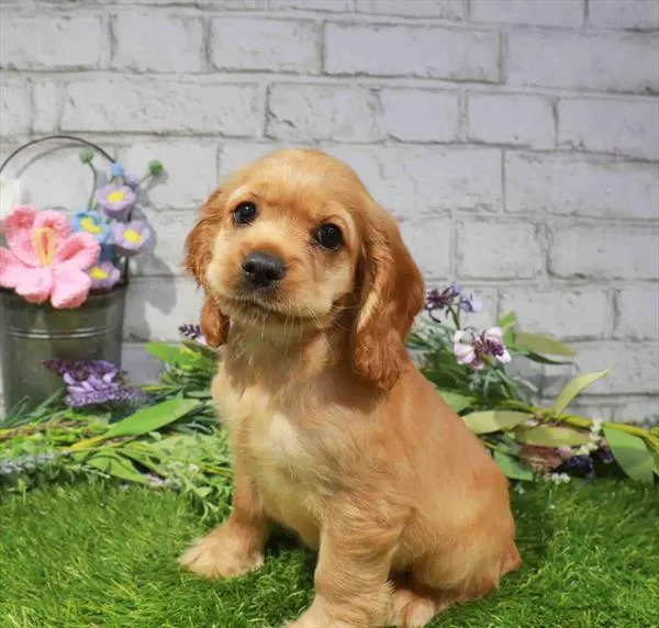 Female Cocker Spaniel puppy named Thelma for sale at Waggles Greensboro.