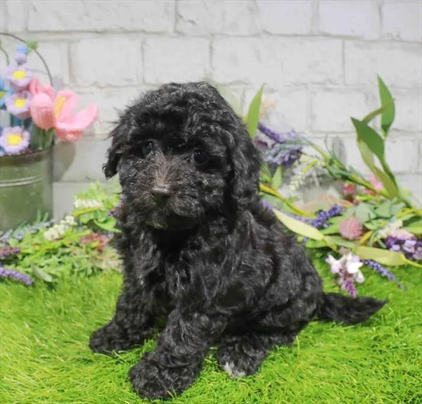 Male Havapoo puppy named Opie for sale at Waggles Greensboro.