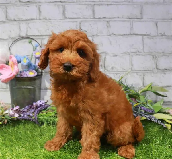 Female Mini Goldendoodle puppy named Rain for sale at Waggles Charlotte.