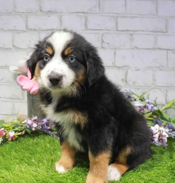 Male Mini Aussie puppy for sale at Waggles Raleigh.