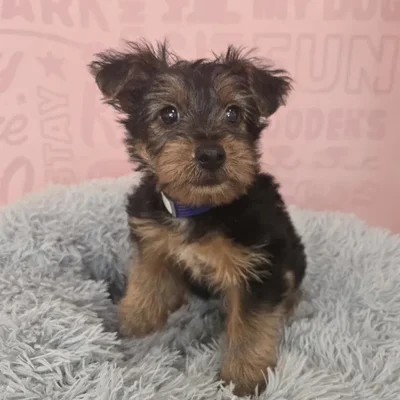 Male Yorkie puppy named Frankie for sale at Waggles Raleigh.