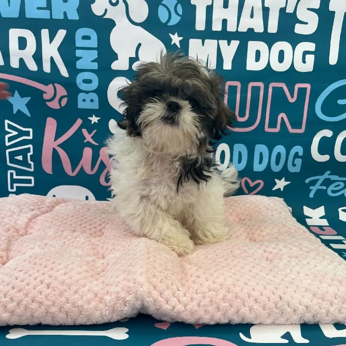 Male Shih Tzu Puppy for Sale in Charlotte, NC