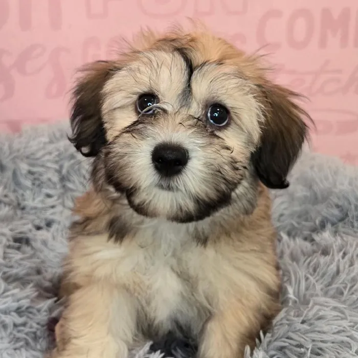 Female Havanese puppy named Brittany for sale at Waggles Raleigh.