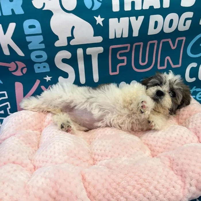 Female Teddy Bear Puppy for Sale in Charlotte, NC