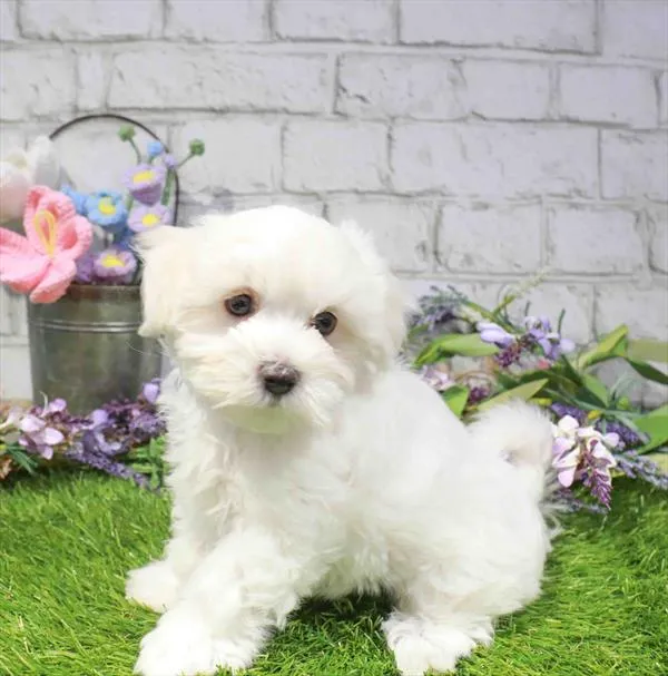 Female Maltese puppy named Harriet for sale at Waggles Raleigh.