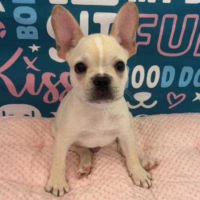 Male French Bulldog Puppy for Sale in Charlotte, NC
