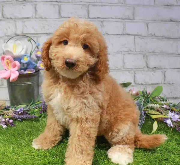 Male Cockapoo puppy named Jeremiah for sale at Waggles Raleigh.